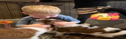 Kooikerhondje honden te koop: Schitterende kooikerpups - Advertentie 2