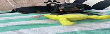 Teckel (korthaar)  Puppy 1