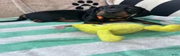 Teckel (korthaar)  honden te koop:  Prachtige standaard korthaar teckels pups  - Advertentie 5