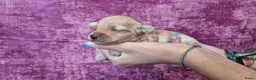 Cockapoo honden te koop: Cockapoo pupjes kleine maat - Advertentie 25
