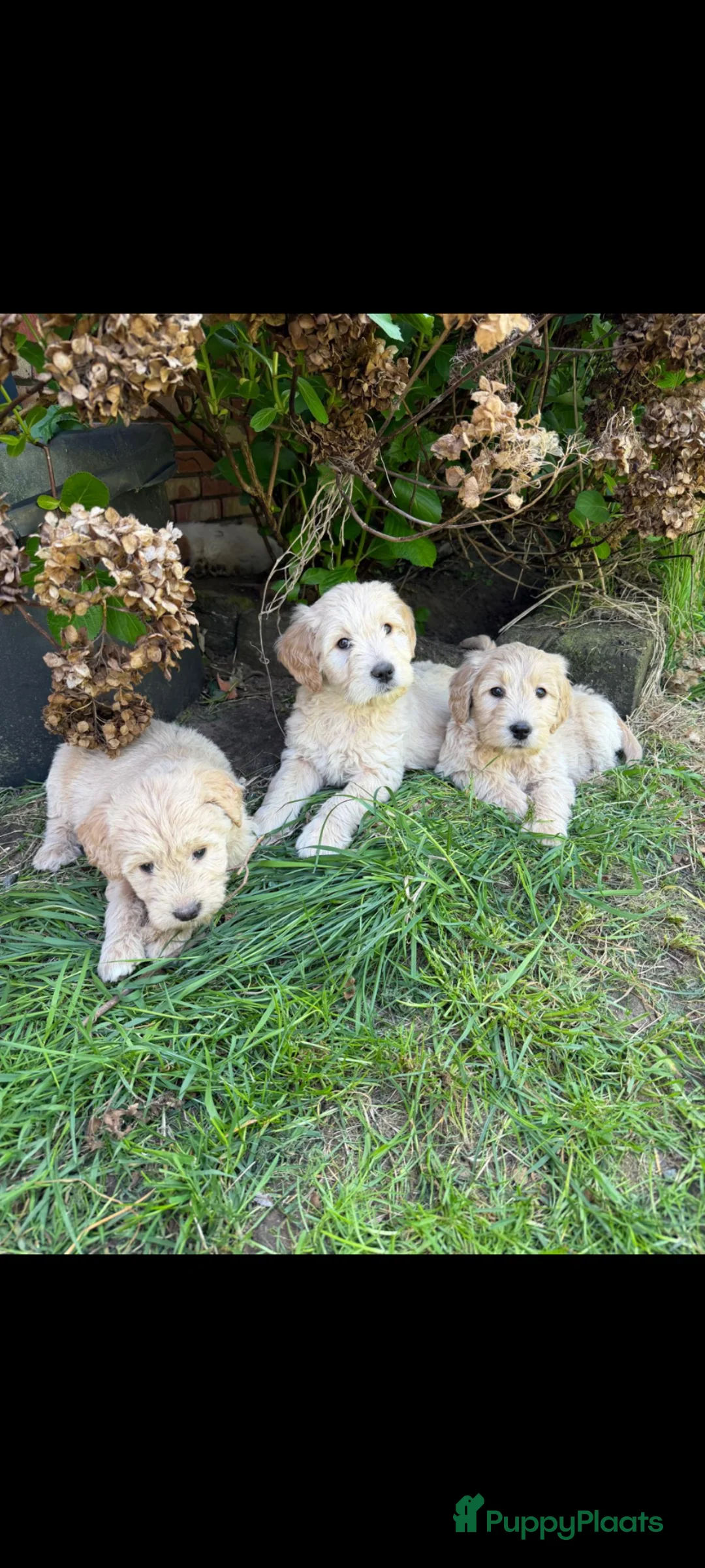 Goldendoodle honden te koop: Goldendoodle pups  - Advertentie 2