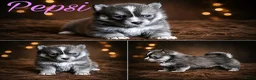 Pomsky honden te koop: Unieke Pomsky Pups - Advertentie 4