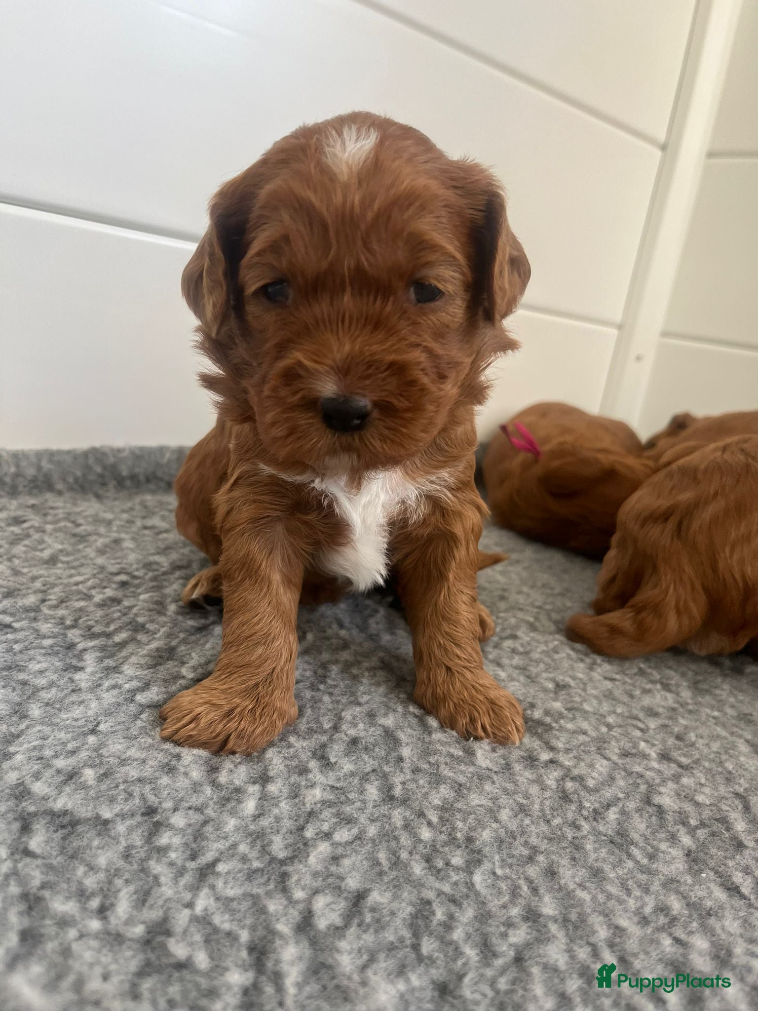 Australian Labradoodle honden te koop: Australian Labradoodle puppies - Advertentie 1