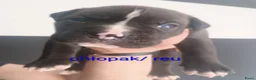 Kruising honden te koop: Vader american bully/ moeder pitbull/ amerikanse s - Advertentie 3