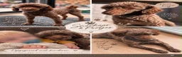 Maltipoo honden te koop: Maltipoo  - Advertentie 2