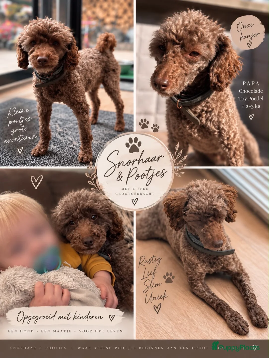 Maltipoo honden te koop: Maltipoo  - Advertentie 2
