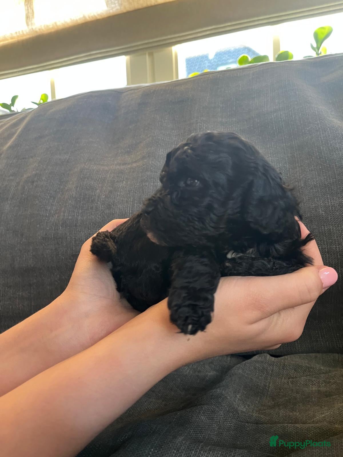 Labradoodle honden Prachtige mini labradoodle pups - Advertentie 2