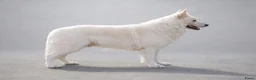 Kruising honden te koop: Nestaankondiging zwitserse witte herder outcross  - Advertentie 8