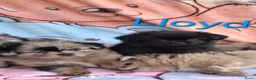 Kruising honden te koop: Prachtig Shiranian F1 pup reu shih tzu x pomeriaan - Advertentie 11