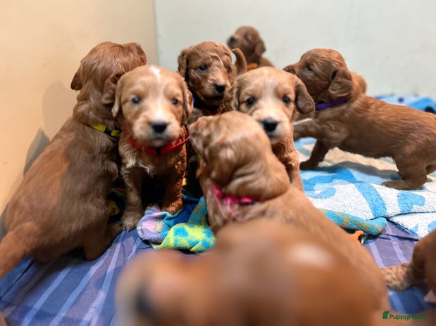 Kruising honden 🐾 Nova Scotia x Labradoodle puppy’s te koop! 🐾 - Advertentie 2