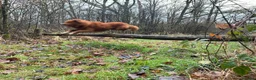 Nova Scotia Duck Tolling Retriever honden te koop: stamboompups - Advertentie 5