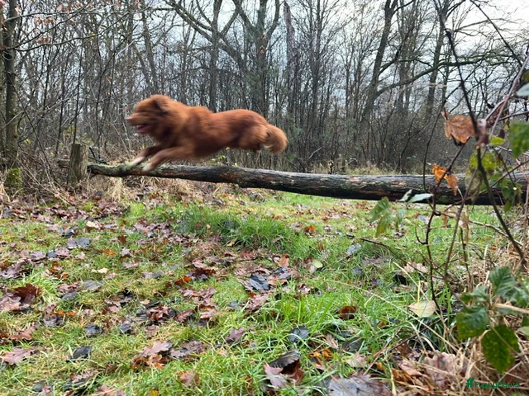 Nova Scotia Duck Tolling Retriever honden te koop: stamboompups - Advertentie 5