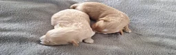 Maltipoo honden te koop: Maltipoo pups. Super mini - Advertentie 4