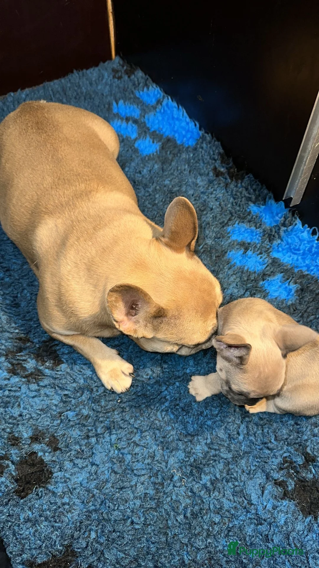 Franse Bulldog honden te koop: Franse Bulldog - Advertentie 2