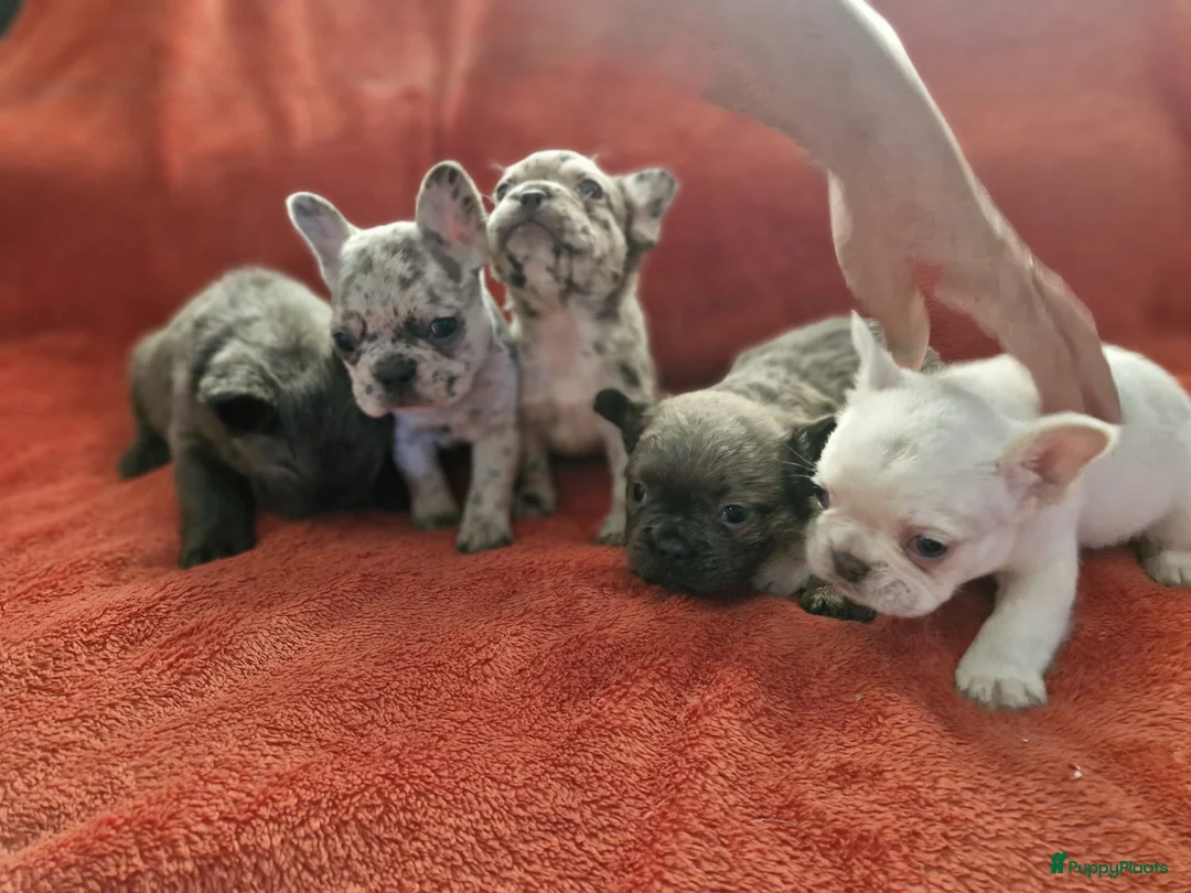 Franse Bulldog honden te koop: Prachtige Franse buldogs  - Advertentie 2