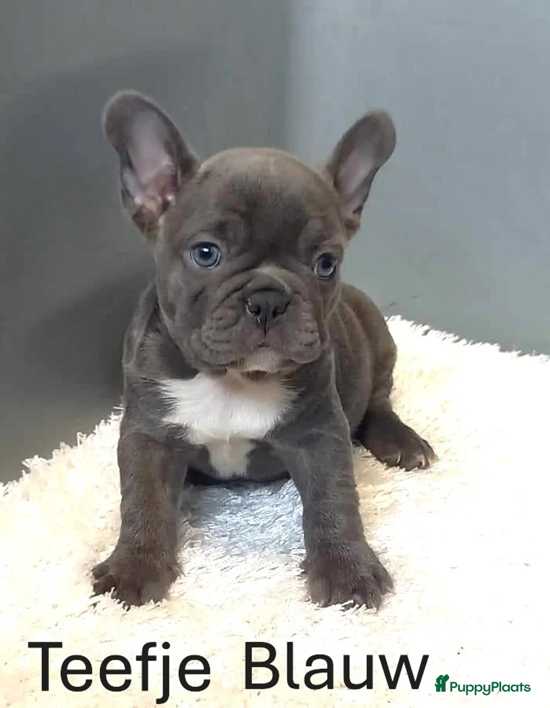 Franse Bulldog honden te koop: Franse Bulldog Pups mooie kleurtjes - Advertentie 2