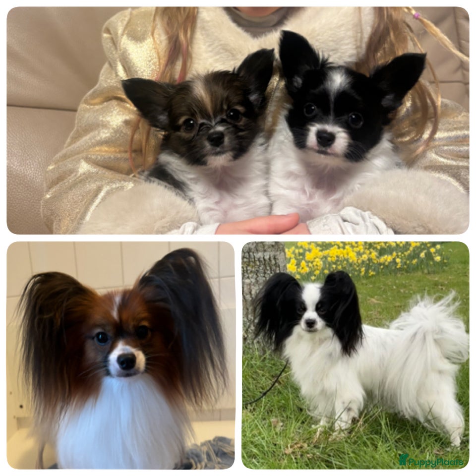 Vlinderhondje honden Prachtige papillon/vlinderhond puppy  - Advertentie 1