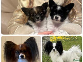 Vlinderhondje honden Prachtige papillon/vlinderhond puppy - Advertentie 1