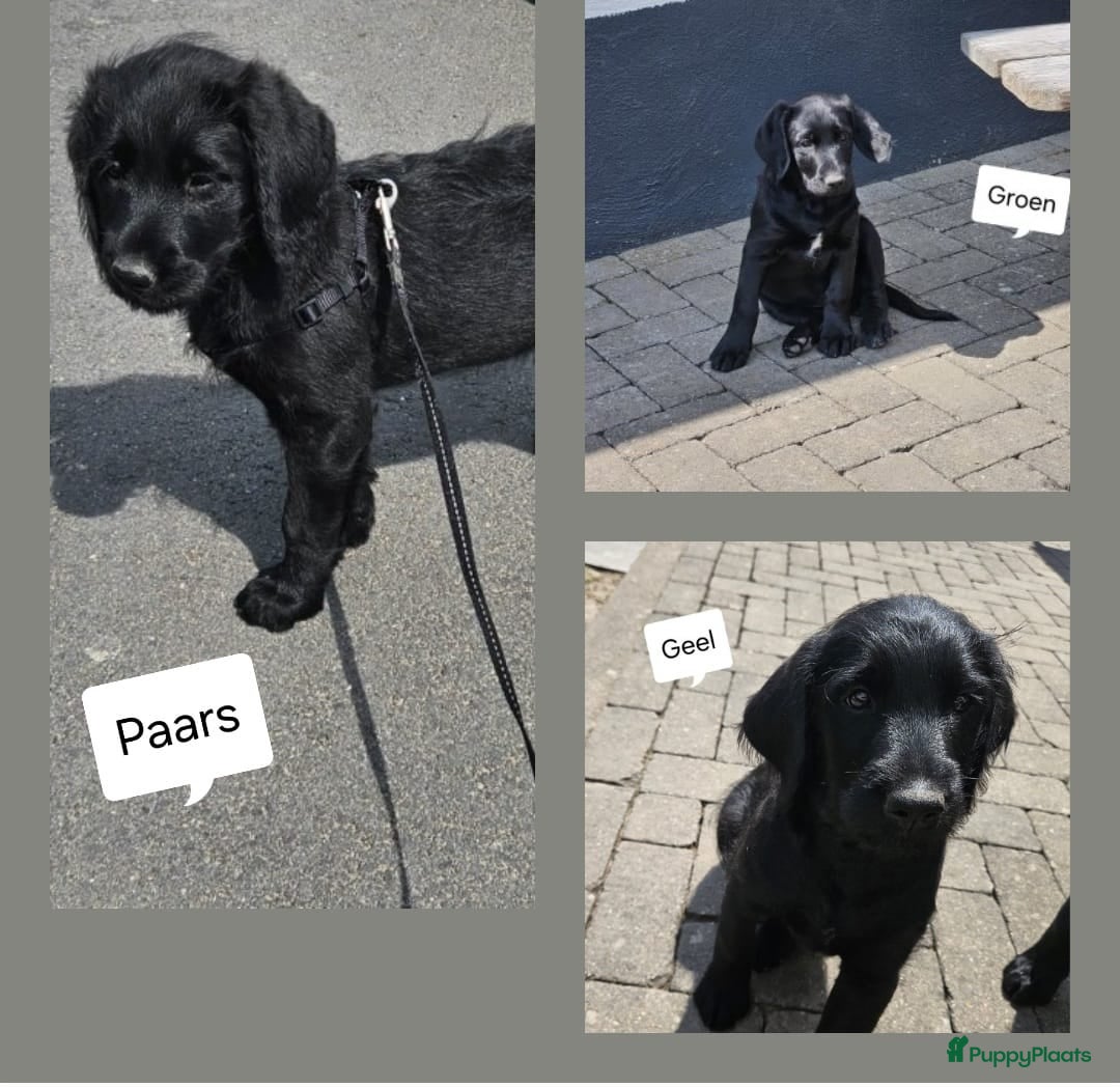 Labradoodle honden nieuwe foto's!!! Wie geeft ons een gouden mandje? - Advertentie 3