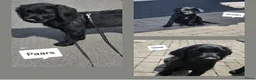 Labradoodle honden te koop: Laatste 2 labradoodles zoeken een eigen huisje - Advertentie 1
