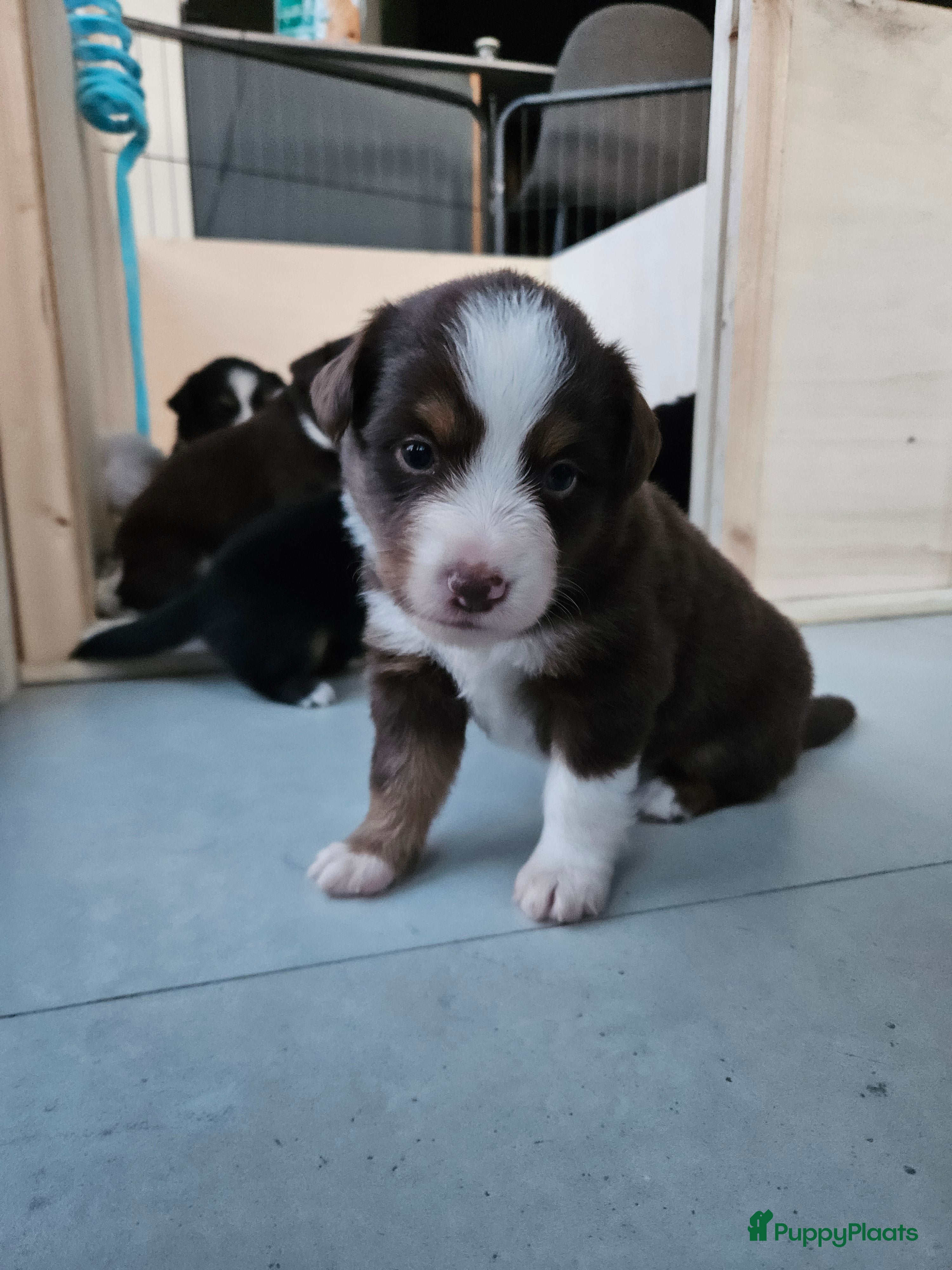Australian Shepherd honden Prachtige mini Australian shepherd pups  - Advertentie 1
