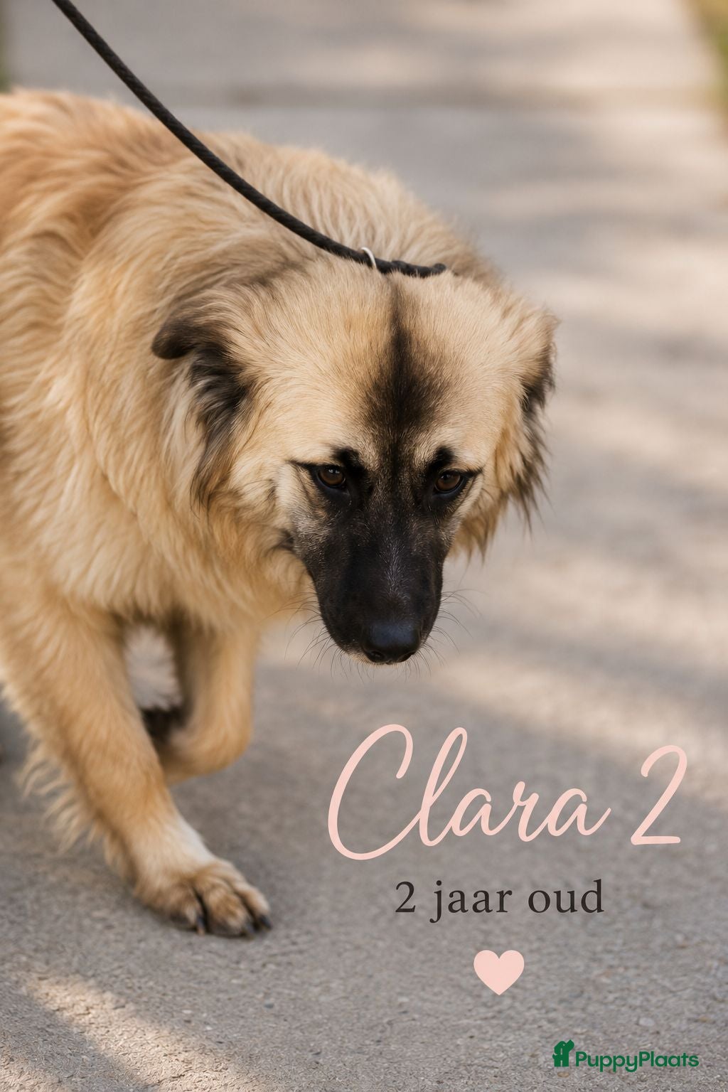 Kruising honden Clara 2 zoekt een baasje - Advertentie 2
