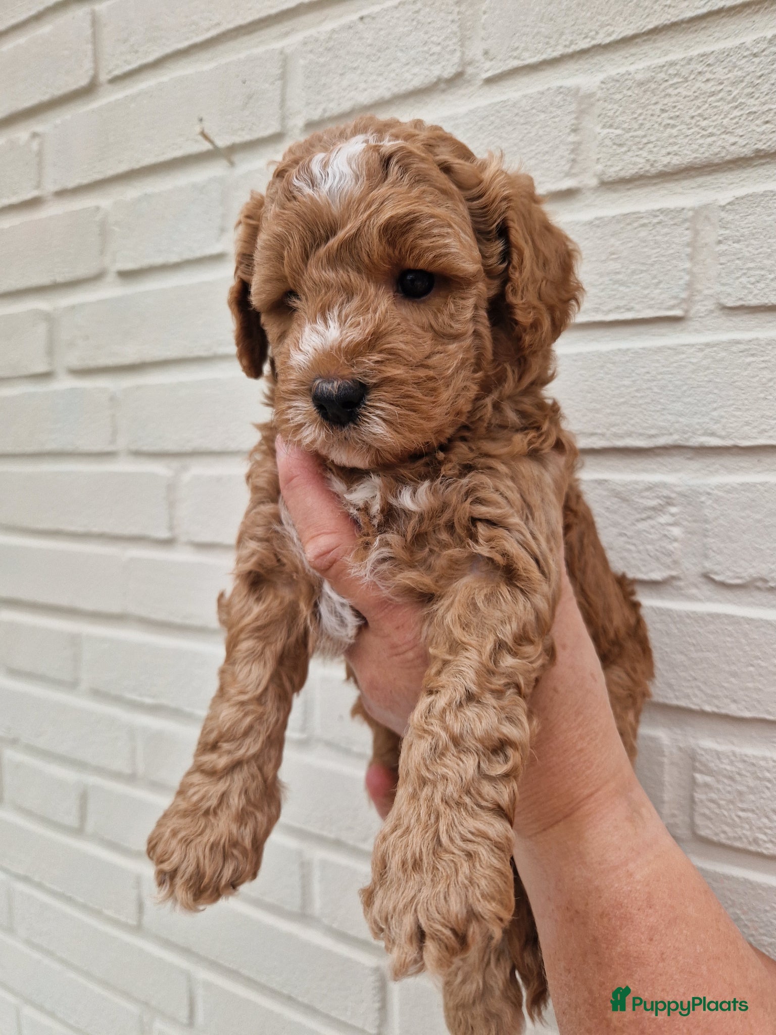 Australian Labradoodle honden mini australian labradoodle pups - Advertentie 2