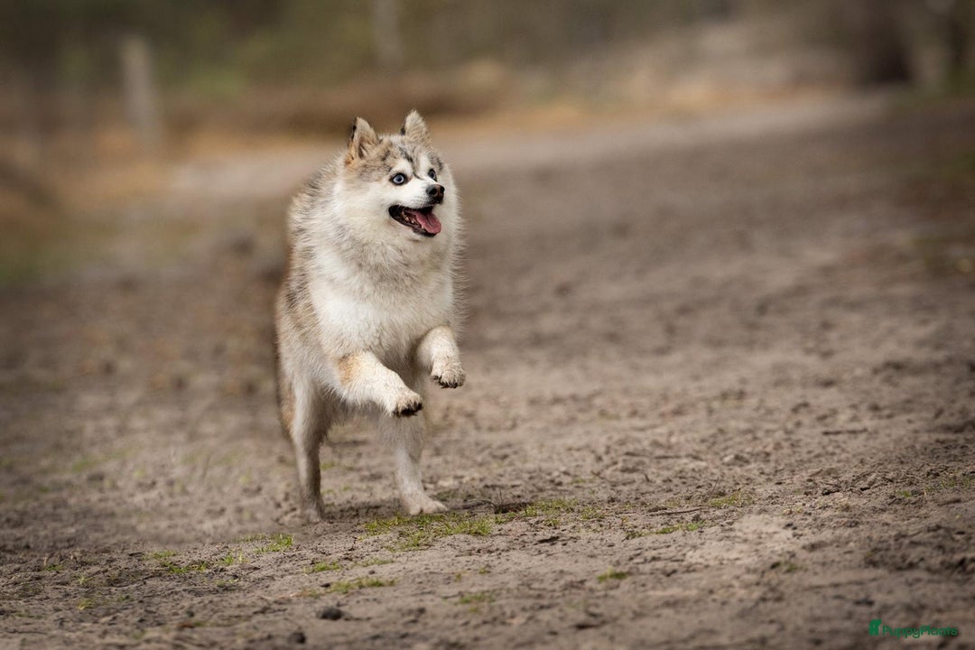 Pomsky honden te koop: Super mooie Pomsky puppy’s  - Afbeelding 12