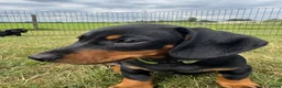 Teckel (korthaar)  honden te koop: Mooie black & tan teckelreutje - Advertentie 3