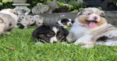 Australian Shepherd honden - Advertentie 1