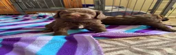 Labradoodle honden te koop: Multigen medium chocolade labradoodle pups - Advertentie 4