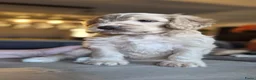 Cockapoo honden te koop: Cockapoo’s pups  - Advertentie 3