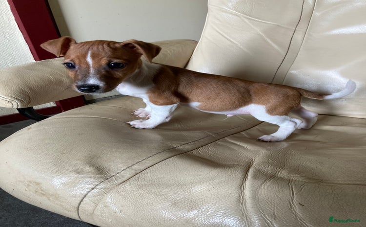 Jack Russel Terriër honden - Advertentie 1
