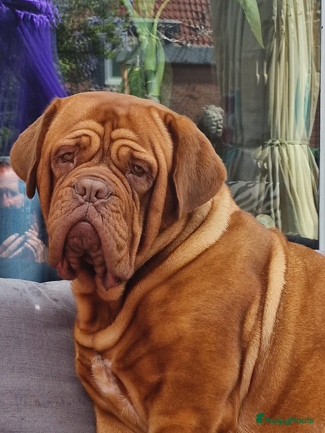 Bordeaux Dog honden te koop: Bordeauxdog puppy’s te koop in Lekkerkerk - Afbeelding 10