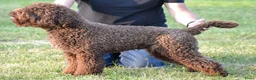 Lagotto Romagnolo honden te koop: Lagotto Romagnolo pups - Advertentie 14