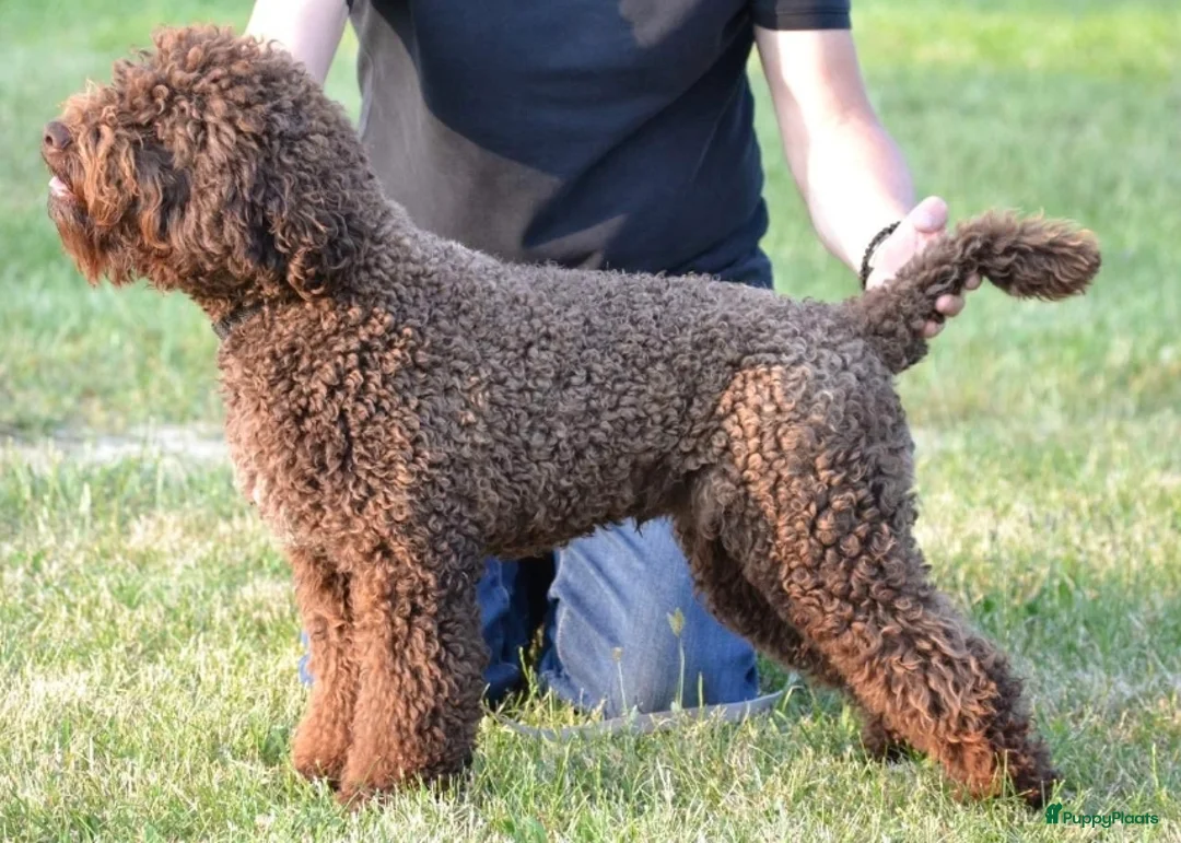 Lagotto Romagnolo honden te koop: Lagotto Romagnolo pups - Advertentie 14