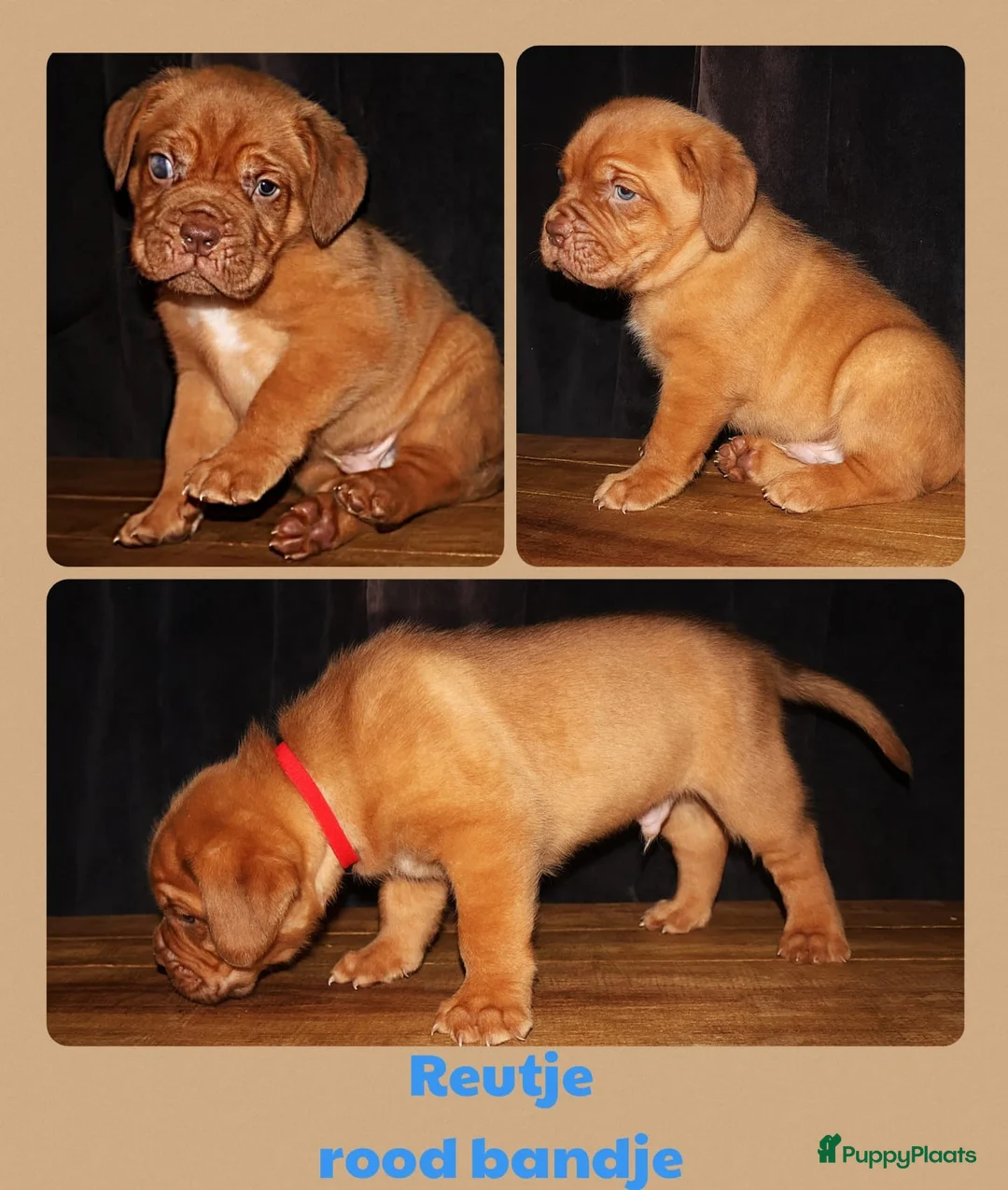 Bordeaux Dog honden te koop: Er zijn nog 2 reutjes en 1 teefje beschikbaar  - Advertentie 3