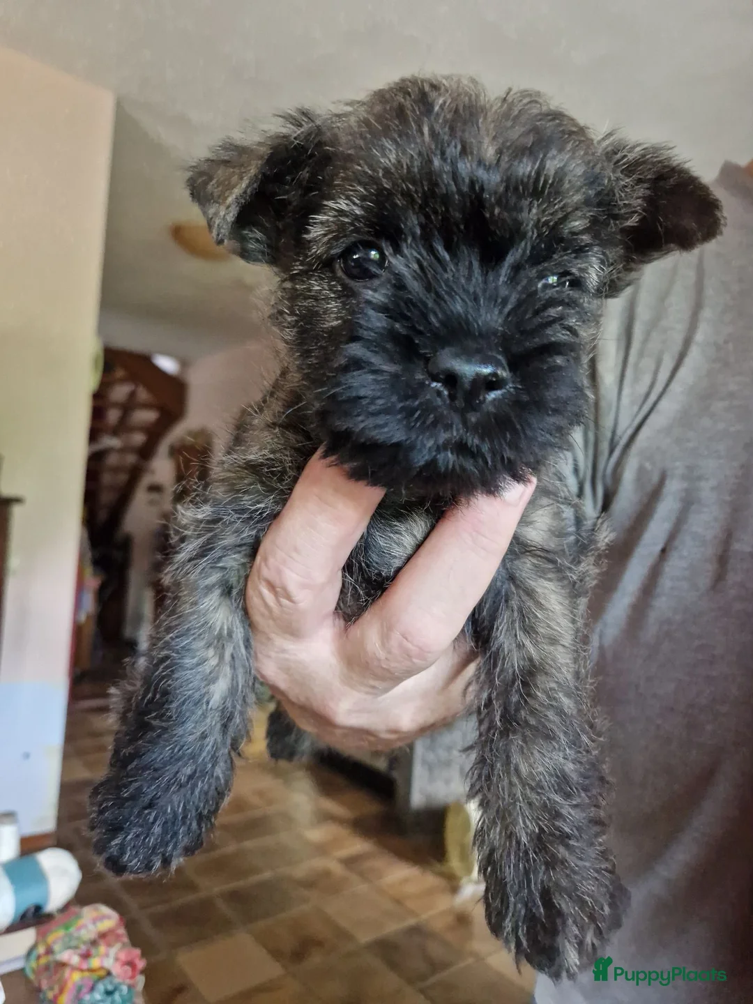 Cairn Terriër honden te koop: te koop cairn terrier pup reu - Advertentie 2