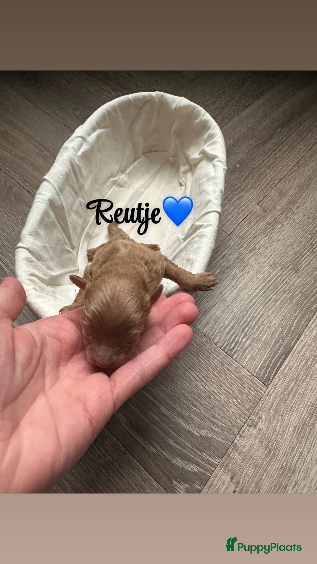 Kruising honden te koop: Pomeriaan x toypoedel pups - Advertentie 7