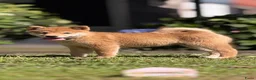 Shiba honden te koop: Shiba inu pups van top ouders - Advertentie 4