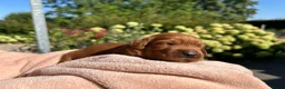 Australian Labradoodle honden te koop: Australische labradoodle pups - Advertentie 5