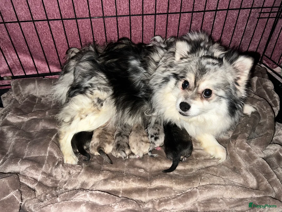 Kruising honden te koop: Lieve mooie pups  - Advertentie 1