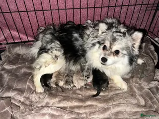 Kruising honden Lieve mooie pups - Advertentie 1