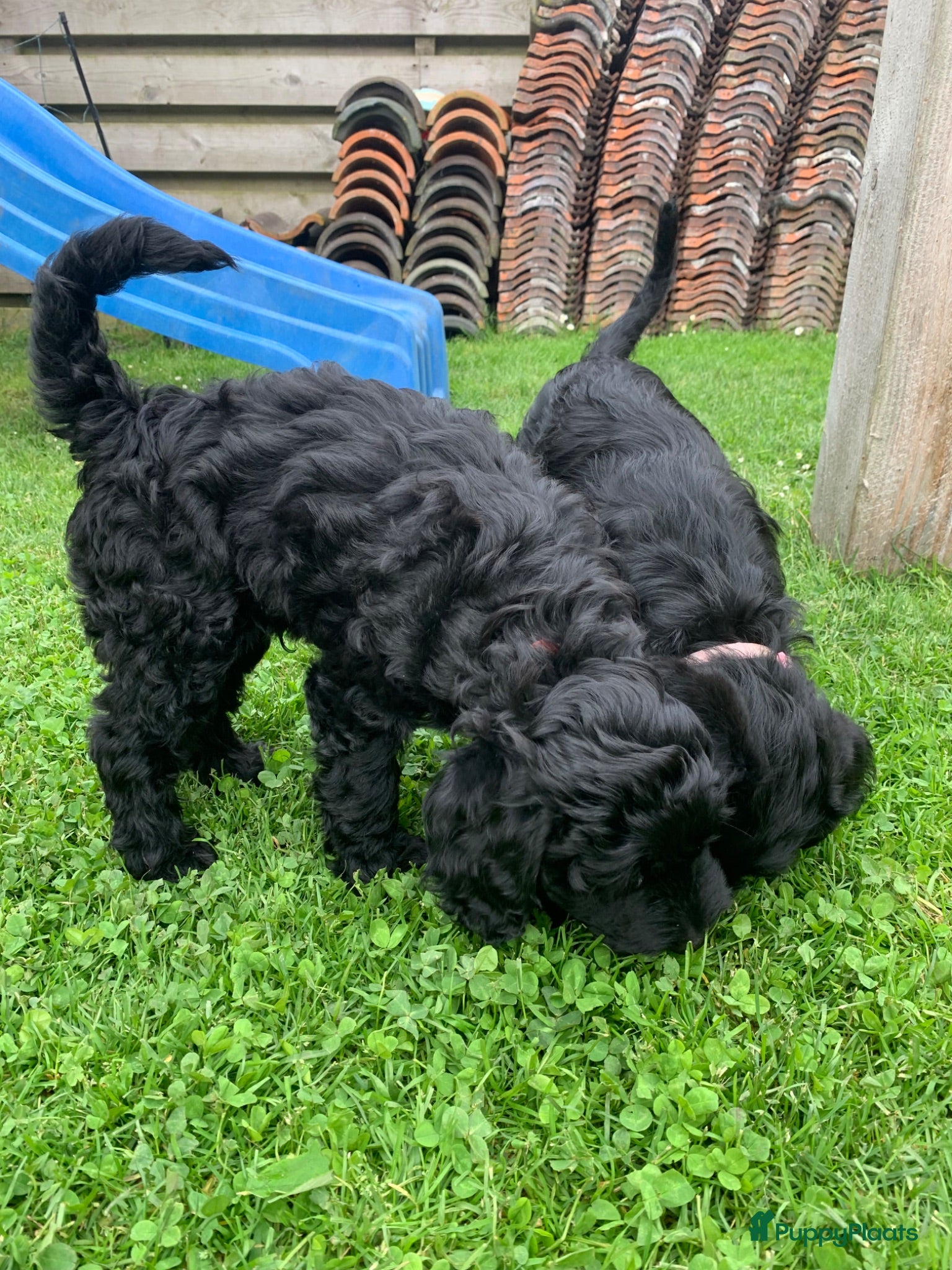 Kruising honden Nog twee zwarte labradoodle pups - Advertentie 13