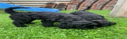 Kruising honden te koop: Nog twee zwarte labradoodle pups - Advertentie 1