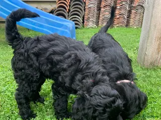 Kruising honden Nog twee zwarte Australian/labradoodle pups - Advertentie 1