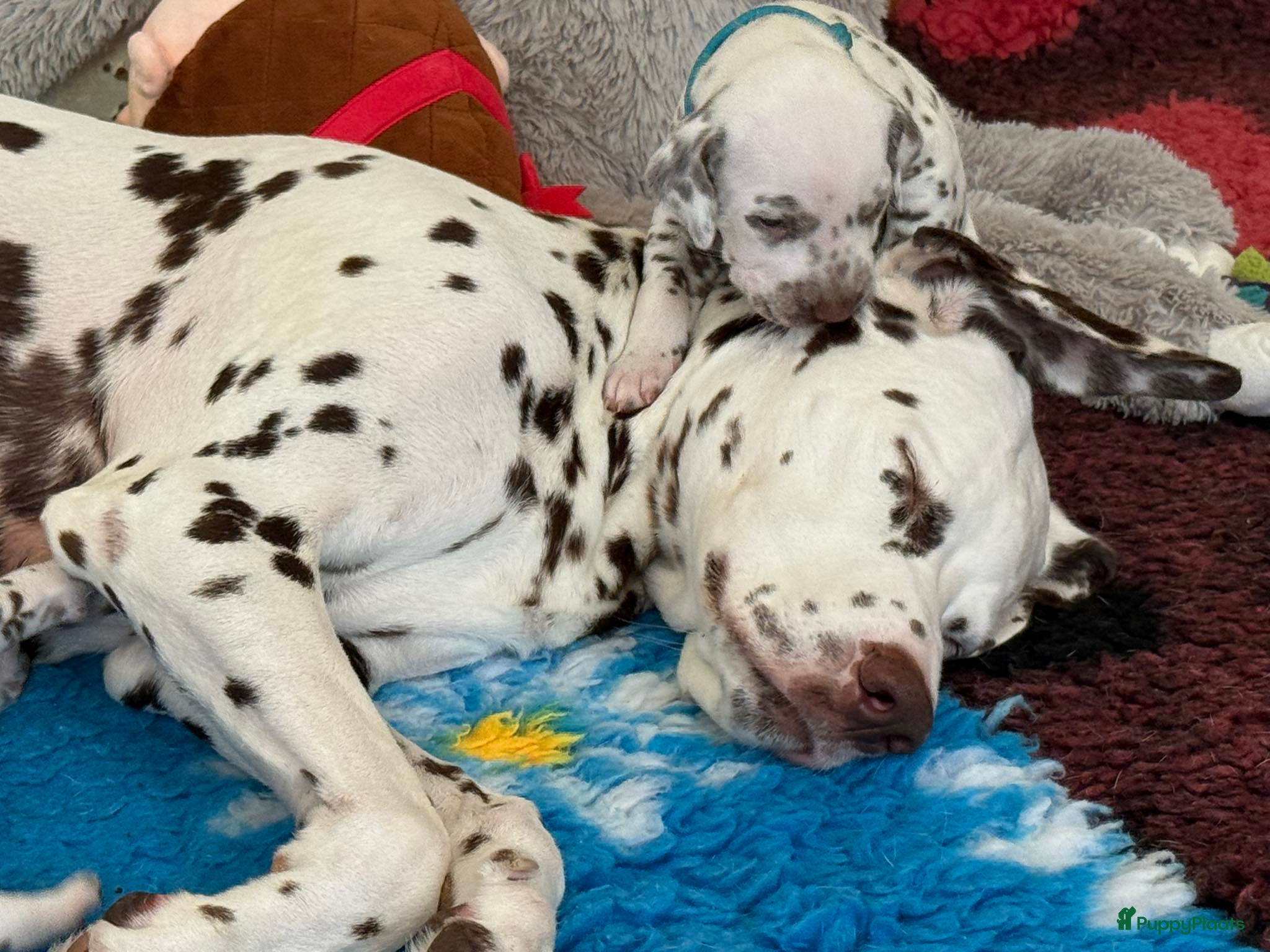 Dalmatiër honden Dalmatier pups - Advertentie 2