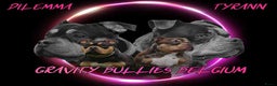 Amerikaanse Bully honden te koop: American Bully pocket  - Advertentie 9
