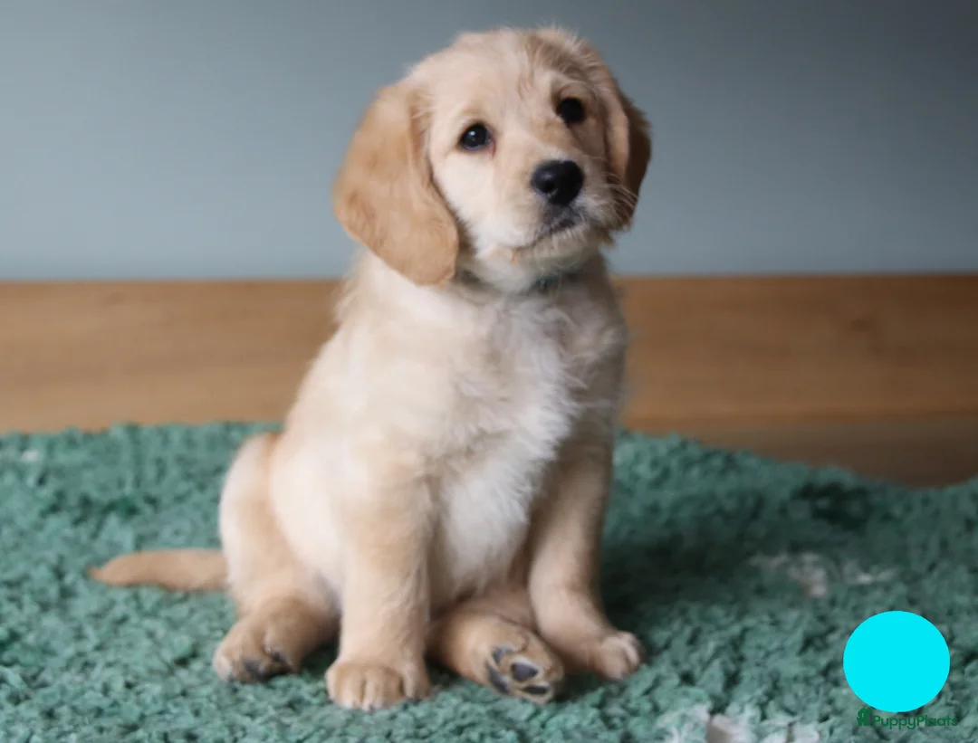 Labradoodle honden te koop: Lieve sociale mooie medium labradoedles - Advertentie 2