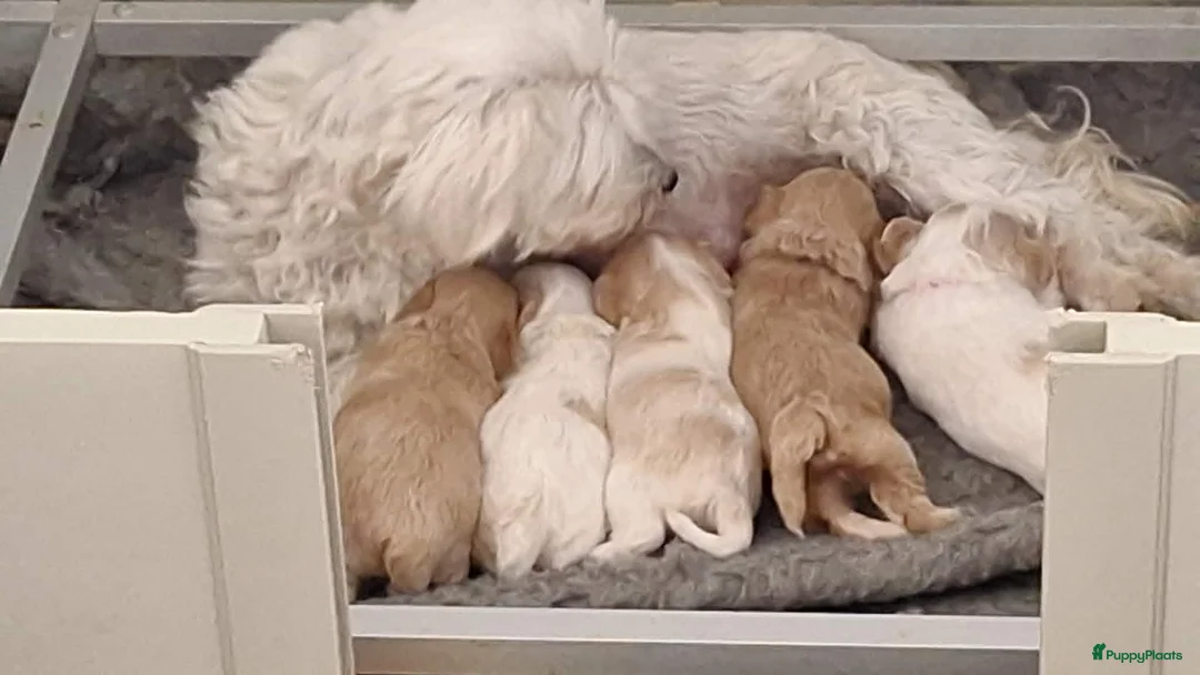Maltipoo honden te koop: maltipoo reutje  - Advertentie 2